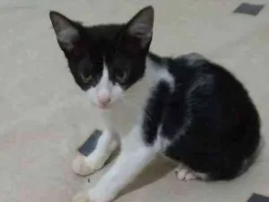 Gato raça SRD  idade Abaixo de 2 meses nome Frajola