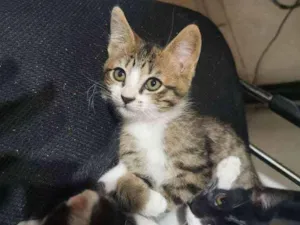 Gato raça Sem Raça Definida idade 2 a 6 meses nome Tico e Tigresa