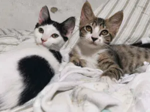 Gato raça Sem Raça Definida idade 2 a 6 meses nome Tigresinha e Mel