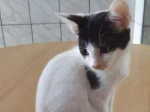 Gato raça SRD  idade Abaixo de 2 meses nome Milk