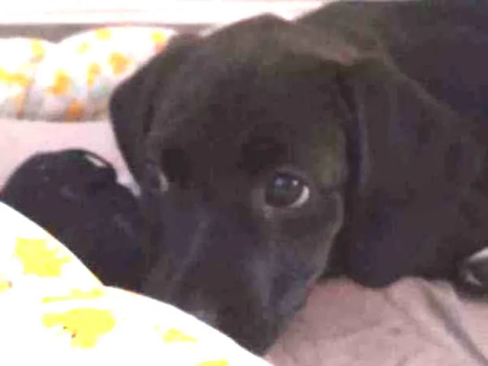 Cachorro ra a Vira latinha idade 2 a 6 meses nome Sem nome