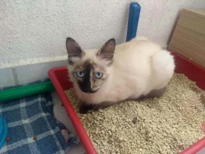 Gato ra a SRD idade 2 a 6 meses nome Maria