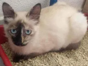 Gato raça SRD idade 2 a 6 meses nome Maria
