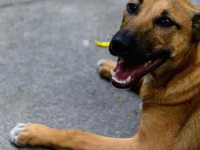 Cachorro raça Vira lata idade  nome Bob