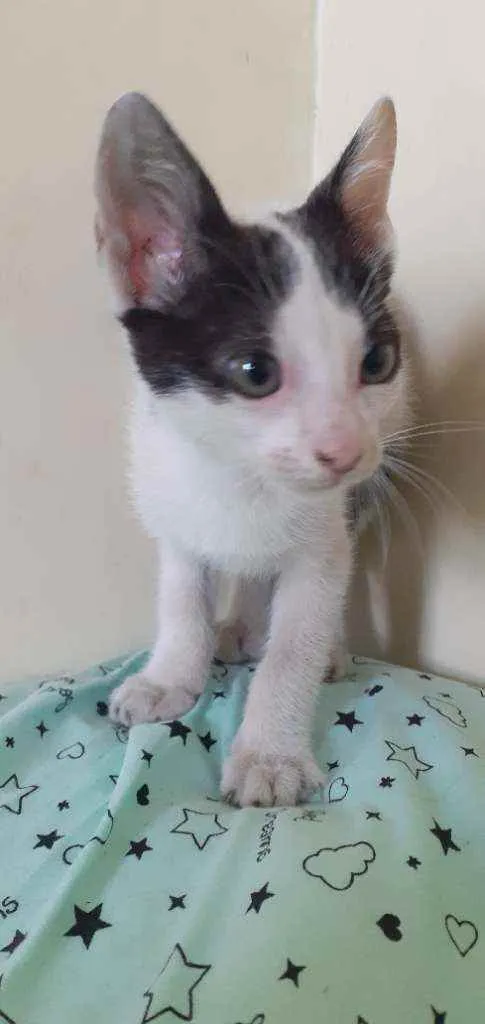 Gato raça  idade 2 a 6 meses nome Não tem nome