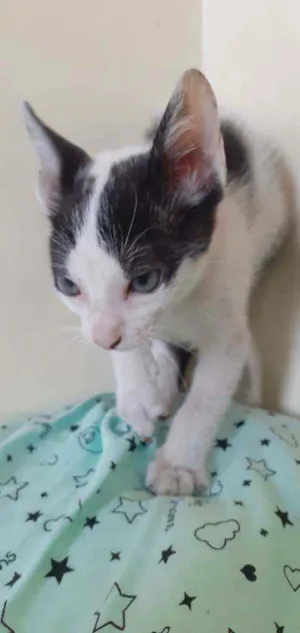 Gato raça  idade 2 a 6 meses nome Não tem nome