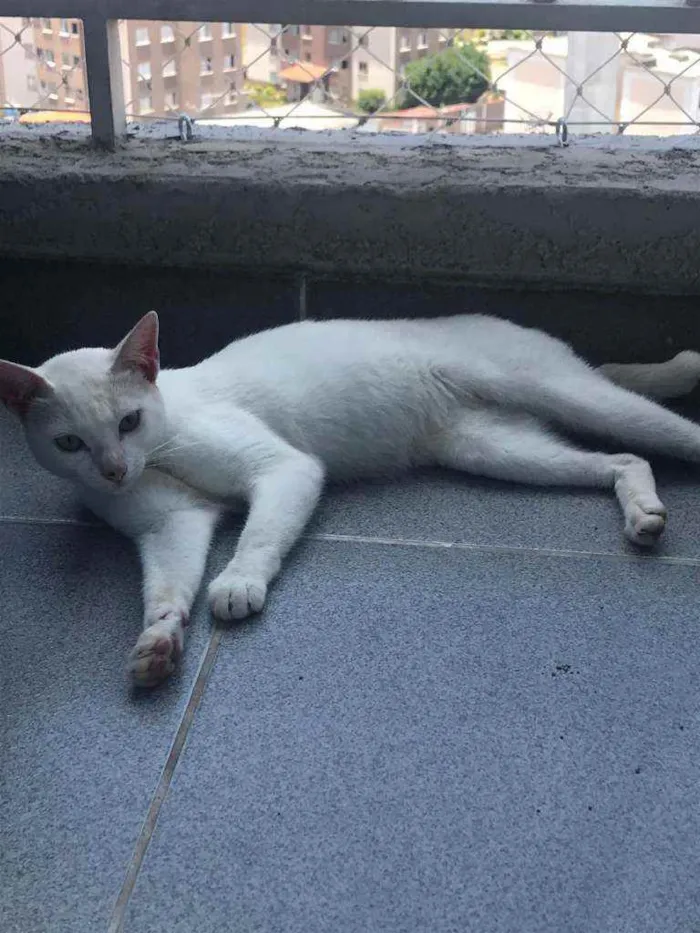 Gato ra a Sem raça definida idade 2 a 6 meses nome Neve