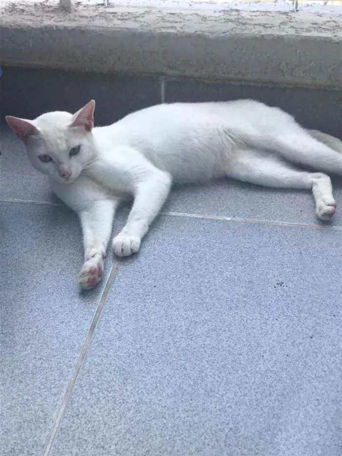 Gato ra a Sem raça definida idade 2 a 6 meses nome Neve