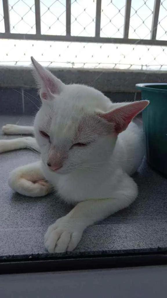 Gato ra a Sem raça definida idade 2 a 6 meses nome Neve