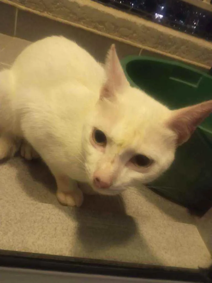 Gato ra a Sem raça definida idade 2 a 6 meses nome Neve