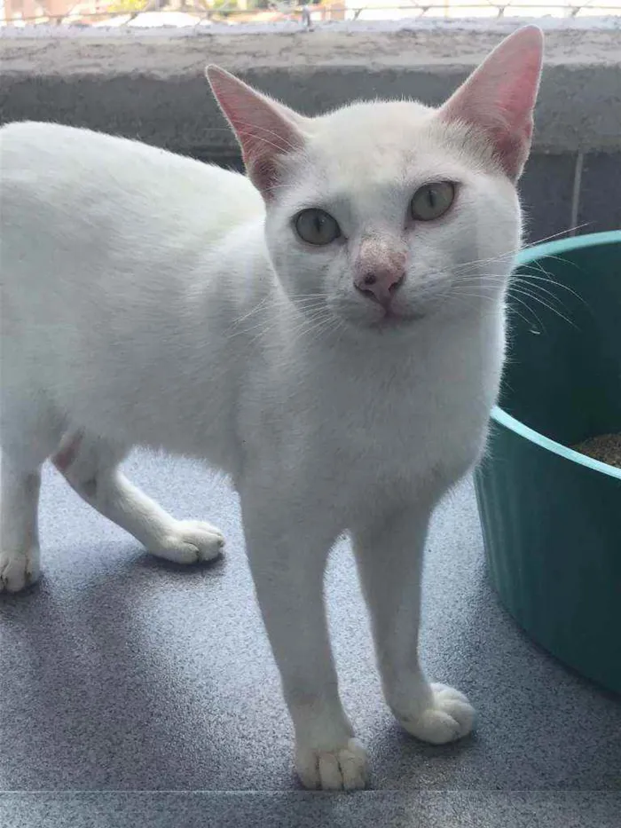 Gato ra a Sem raça definida idade 2 a 6 meses nome Neve