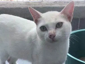 Gato raça Sem raça definida idade 2 a 6 meses nome Neve