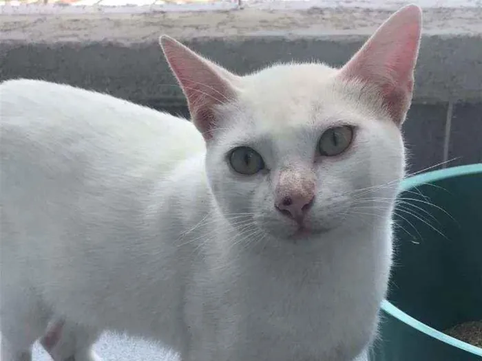 Gato ra a Sem raça definida idade 2 a 6 meses nome Neve