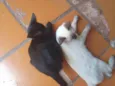 Mel e Mingau