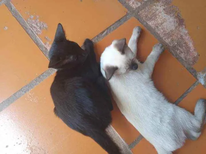 Gato ra a Vira-lata idade 2 a 6 meses nome Mel e Mingau
