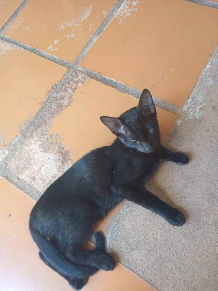Gato ra a Vira-lata idade 2 a 6 meses nome Mel e Mingau