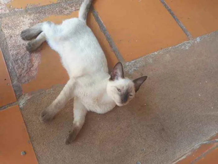 Gato ra a Vira-lata idade 2 a 6 meses nome Mel e Mingau