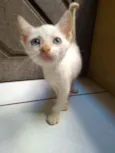 Dora