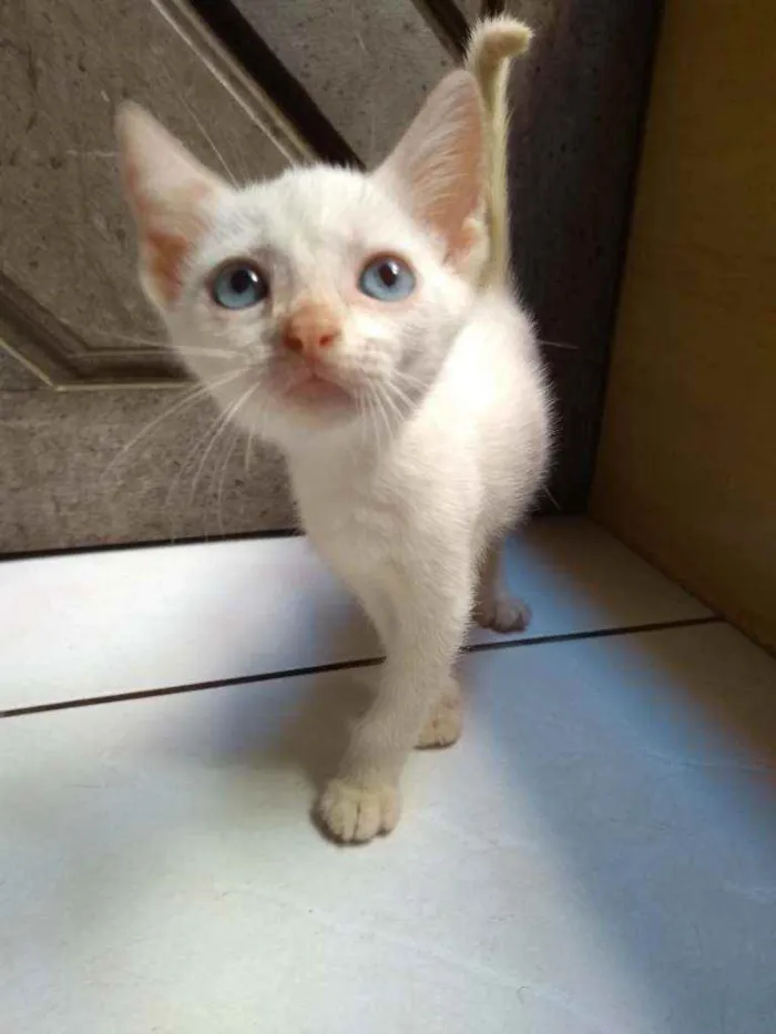 Gato raça  idade 2 a 6 meses nome Dora