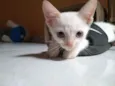 Dora