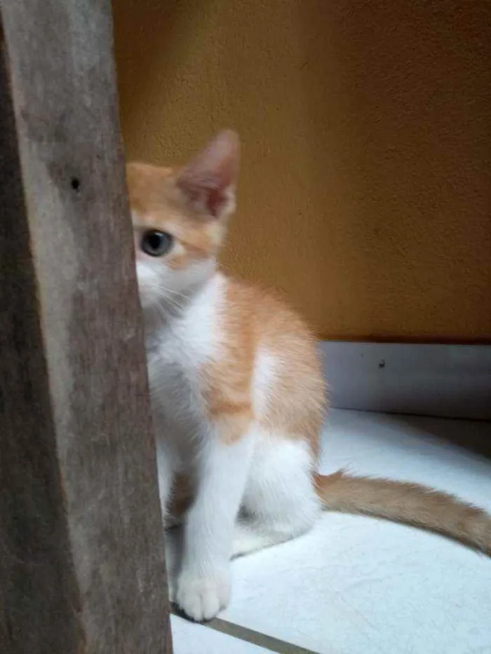 Gato raça  idade 2 a 6 meses nome Cindy