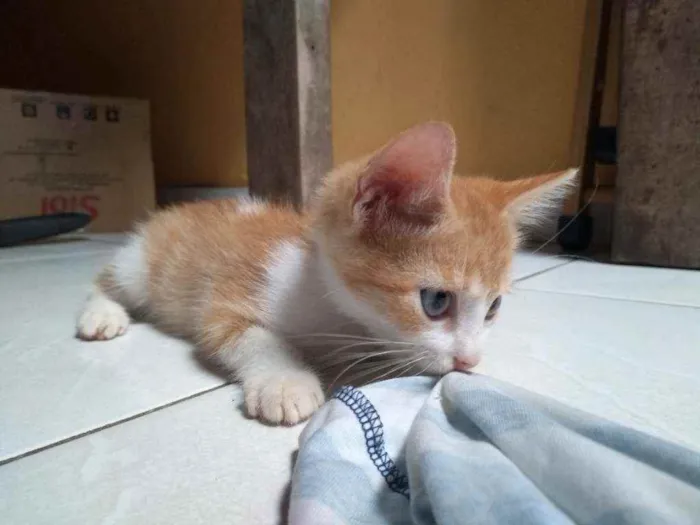 Gato raça  idade 2 a 6 meses nome Cindy