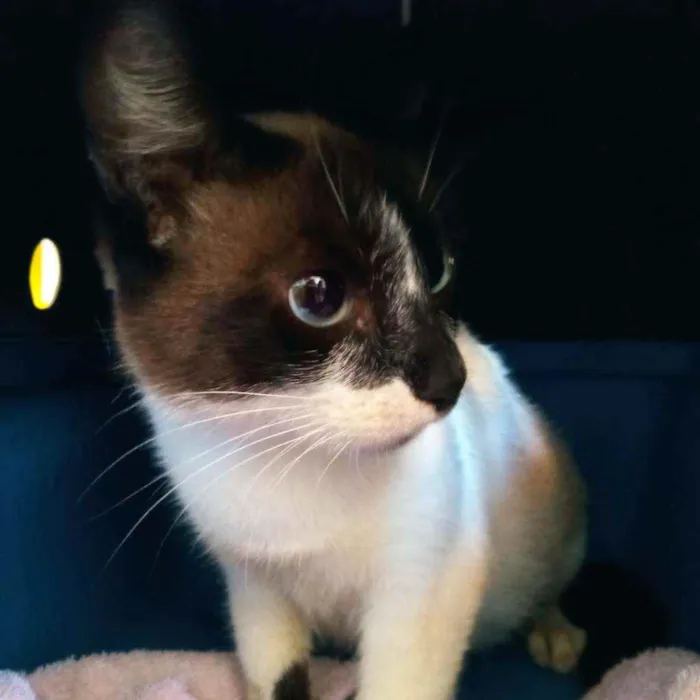 Gato ra a SRD idade 1 ano nome Gatinha