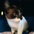 Gatinha