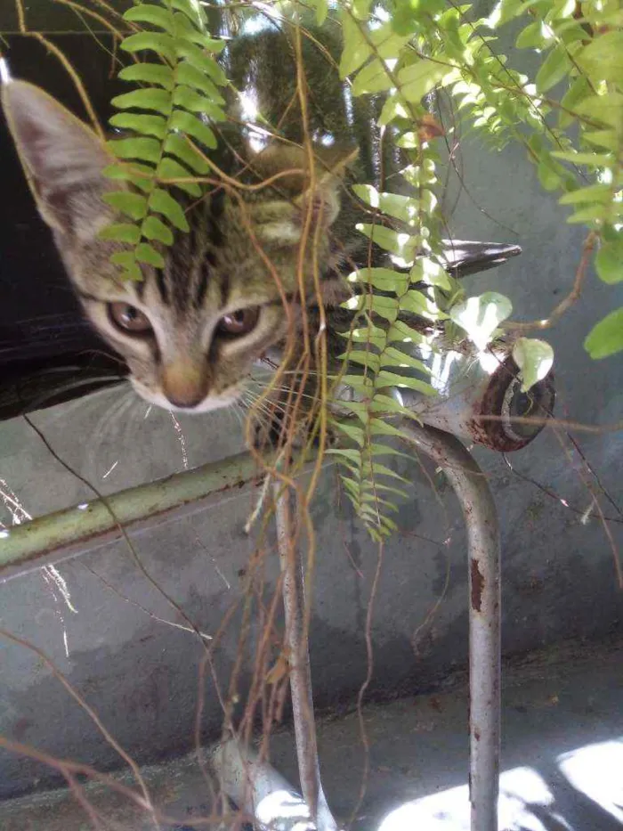 Gato ra a Vira lata idade 2 a 6 meses nome Pepita