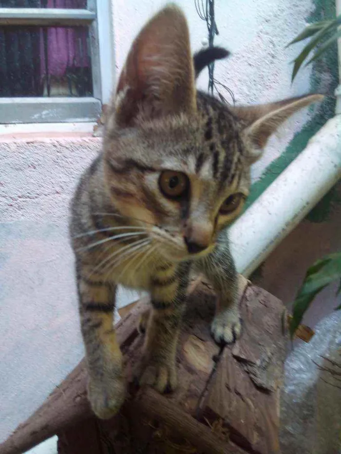 Gato ra a Vira lata idade 2 a 6 meses nome Pepita