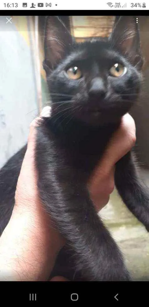 Gato ra a Vira lata idade 2 a 6 meses nome Serena