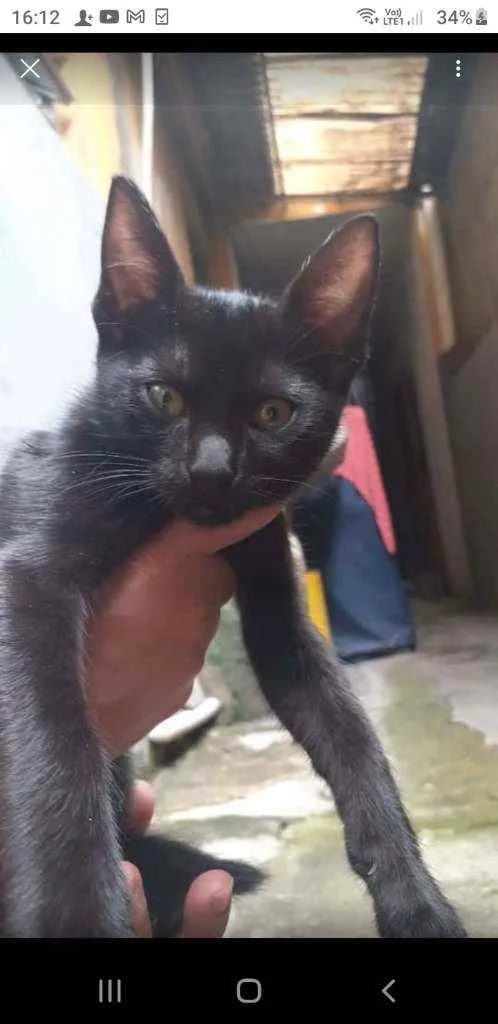 Gato ra a Vira lata idade 2 a 6 meses nome Serena