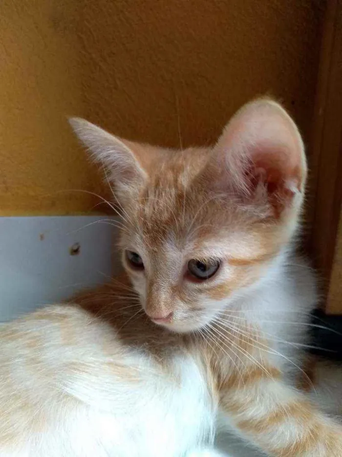 Gato raça  idade 2 a 6 meses nome Princesa