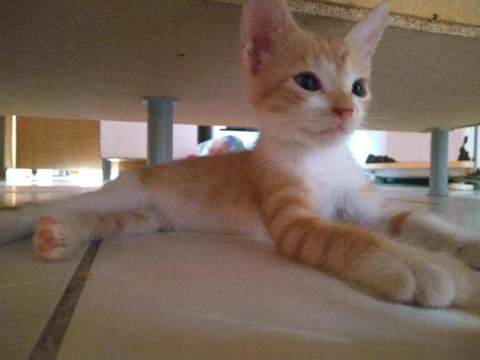 Gato raça  idade 2 a 6 meses nome Princesa