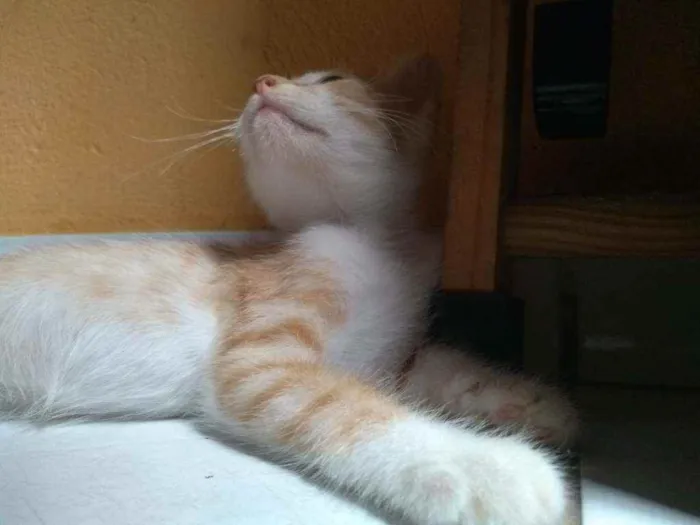Gato raça  idade 2 a 6 meses nome Princesa