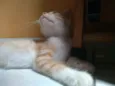 Princesa