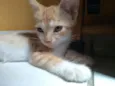 Princesa