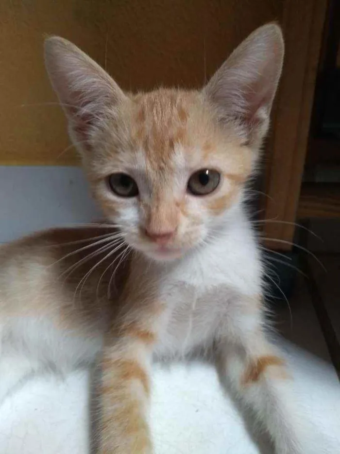 Gato raça  idade 2 a 6 meses nome Princesa