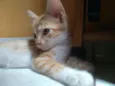 Princesa