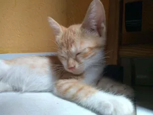 Gato raça  idade 2 a 6 meses nome Princesa