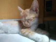 Princesa