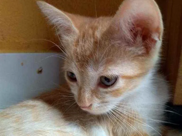 Gato raça  idade 2 a 6 meses nome Princesa
