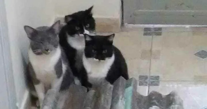 Gato ra a São de rua foram resgatados idade 7 a 11 meses nome Mimi,Tom,Marrie