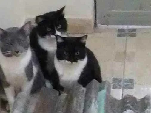 Gato ra a São de rua foram resgatados idade 7 a 11 meses nome Mimi,Tom,Marrie