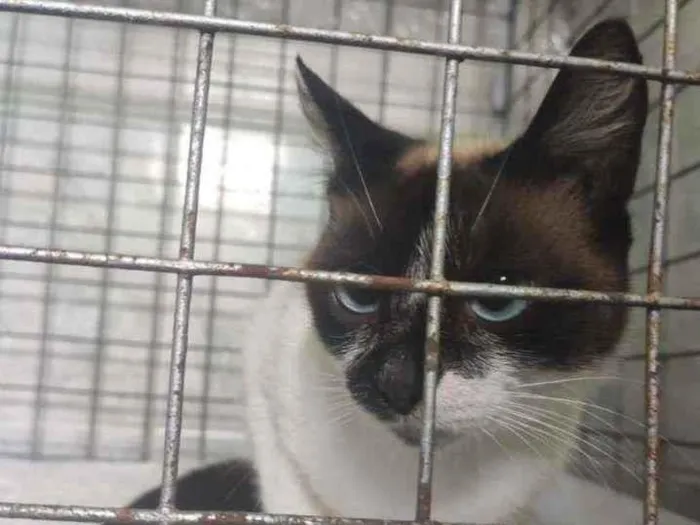 Gato ra a SRD idade 1 ano nome Gatinha