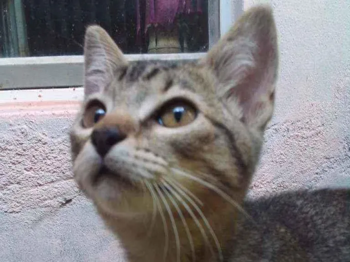 Gato ra a Vira lata idade 2 a 6 meses nome Pepita