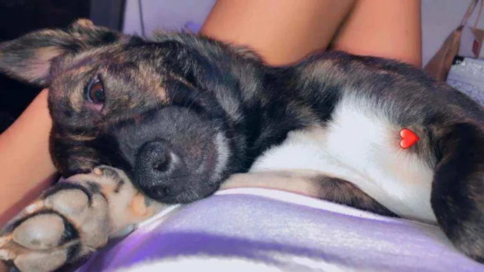 Cachorro ra a Vira Lata idade 2 anos nome Julie