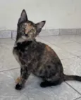 Gato raça SRD idade 2 a 6 meses nome Amora