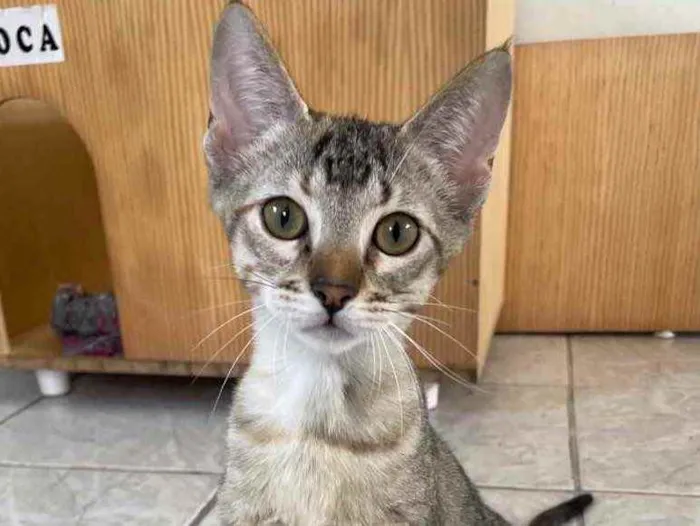 Gato raça SRD idade 2 a 6 meses nome Amelia 