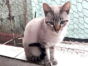Gato raça Srd idade 7 a 11 meses nome Biscoito bebê lindo 